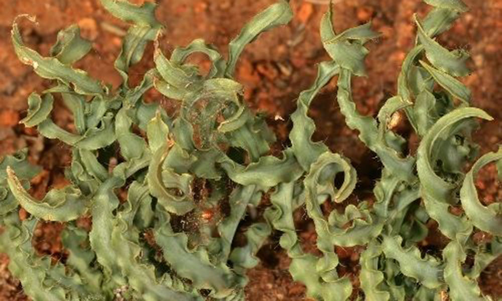 2010 Awards by the Botanical Education Trust