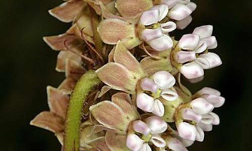 2011 Awards by the Botanical Education Trust