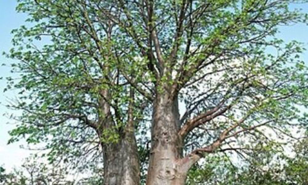 2012 Awards by the Botanical Education Trust