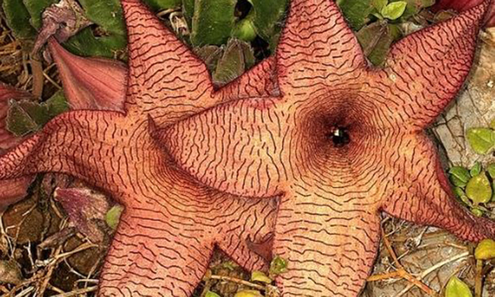 2014 Awards by the Botanical Education Trust