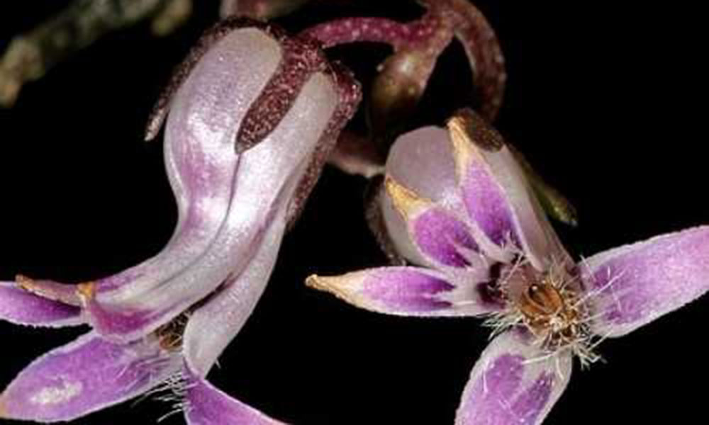 2019 Awards by the Botanical Education Trust