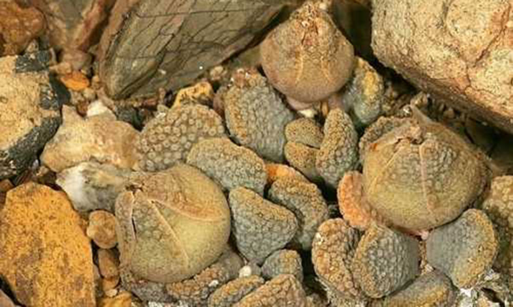 2016 Awards by the Botanical Education Trust