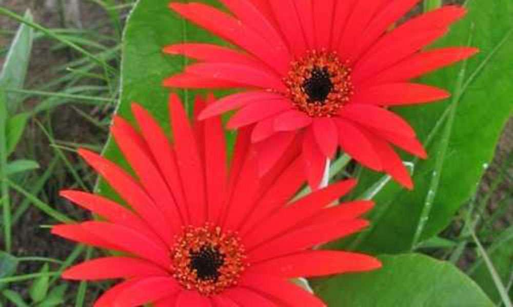 2018 Awards by the Botanical Education Trust