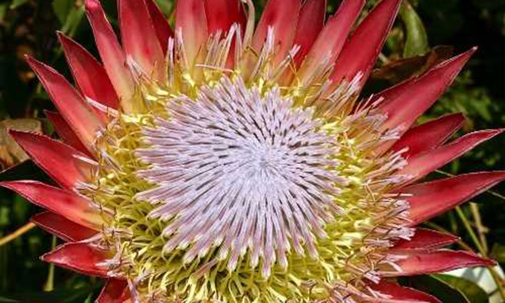 2009 Awards by the Botanical Education Trust